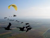 Des oiseaux migrateurs guidés dans leur voyage par des pilotes d'ULM