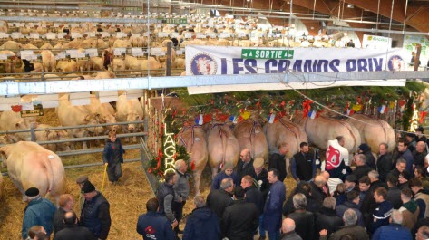 Festival du Bœuf à Charolles : le public a admiré bovins, éleveurs, bouchers et MOF