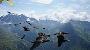 Ibis chauves : un convoi, une voie, la vie